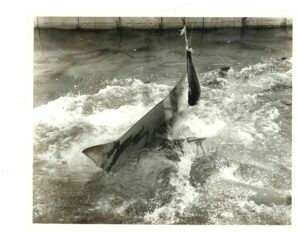 A shark feeding in the seventies, when real sharks were in the shark channel